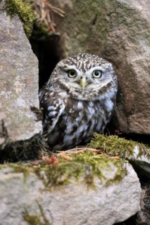 Little owl (Athene noctua), (Tyto alba), adult, at breeding den, alert, portrait, Lowick,