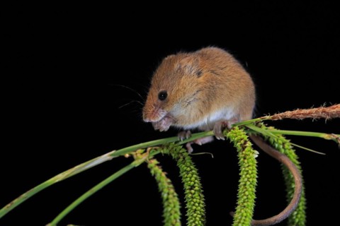 Eurasian harvest mouse (Micromys minutus), adult, on plant stalks, ears of corn, foraging, at