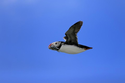 Puffin (Fratercula arctica), adult, flying, with sand eels, with food, Faroe Islands, England,
