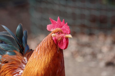 Domestic chicken (Gallus gallus domesticus), rooster, portrait, New Hampshire, poultry, breed,
