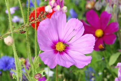 Close-up of a pink cosmea (Cosmea bipinnata), Cosmea, in front of a blurred green background,