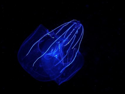 Lobed ribbed jellyfish (Leucothea multicornis), comb jellyfish, at night, dive site, Riviera Beach,