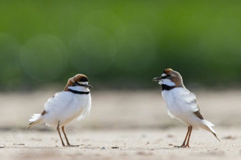 Slender-billed plover (Anarhynchus collaris) Pantanal Brazil