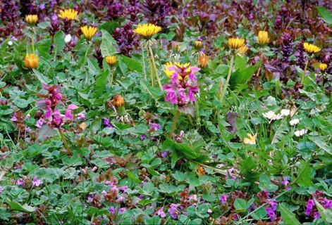 A vibrant scene with wildflowers, including dandelion blossoms Taraxacum and purple flowers