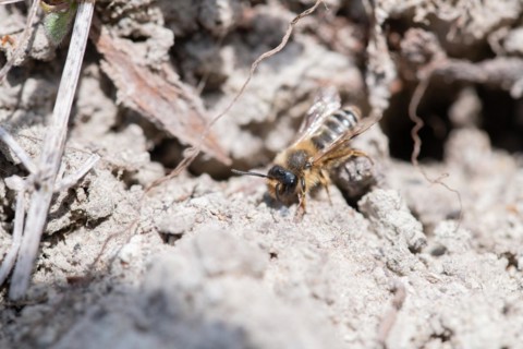 Common sand bee (Andrena flavipes), sitting at the entrance to its ground nest, Sielmanns