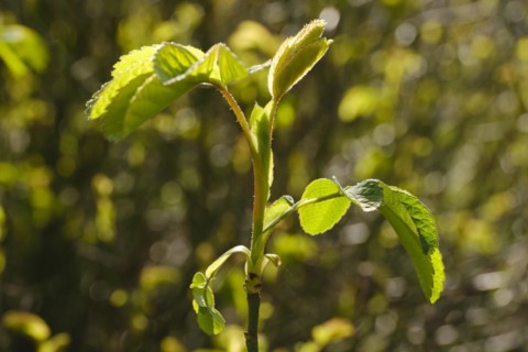 Branch with leaves of the Ispahan rose, fresh shoots, close-up, North Rhine-Westphalia, Germany,