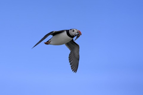 Puffin (Fratercula arctica), adult, flying, with sand eels, with food, Faroe Islands, England,