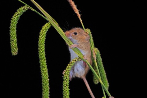 Eurasian harvest mouse (Micromys minutus), adult, on plant stalks, ears of corn, foraging, at