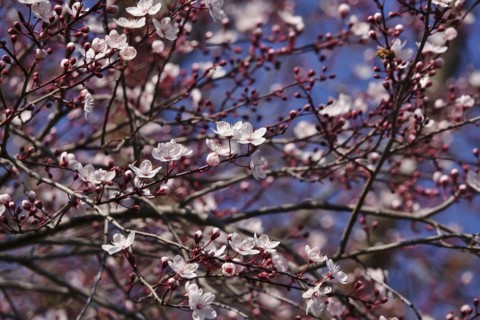 Beautiful blossom of an ornamental cherry, March, Germany, Europe