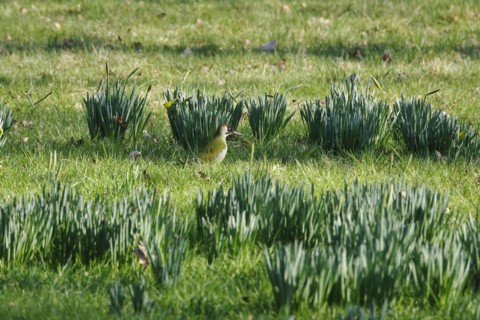 Green woodpecker in a meadow, March, Germany, Europe