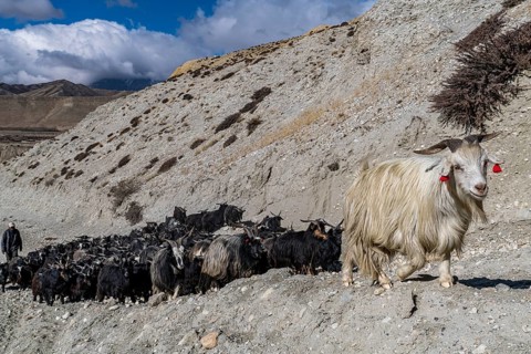 Mountain goats with their sheppard, Kingdom of Mustang, Nepal, Asia