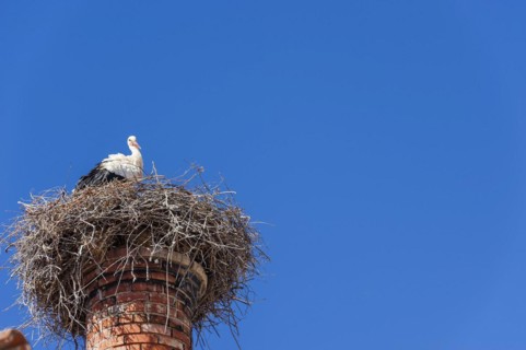 Stork with nest on a chimney, bird, bird's nest, nest, nest building, architecture, species