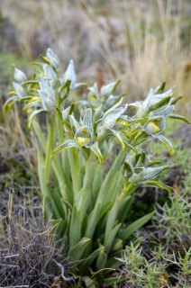 Porcelain orchid (Chloraea magellanica) in Perito Moreno National Park, Patagonia, Argentina, South
