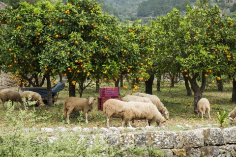 Citrus plantation and old stone wall, Fornalutx, Serra de Tramuntana, Majorca, Balearic Islands,