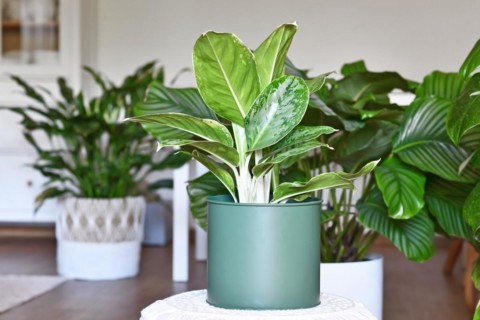 Potted tropical 'Aglaonema Royal Diamond' houseplant with silver pattern in livingr oom with many