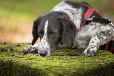 Domestic dog (Canis lupus familiaris), mixed-breed, male, animal welfare, animal welfare dog,