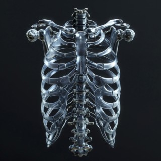 Medical illustration of a human chest with lungs, AI generated