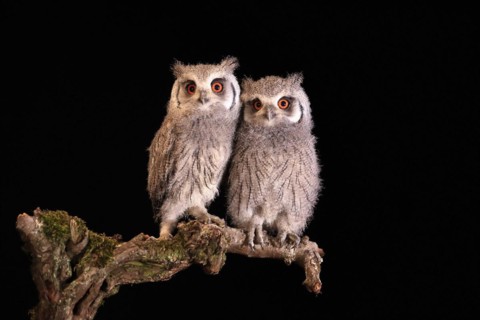Southern white-faced owl (Ptilopsis granti), juvenile, two juveniles, siblings, at night, on guard,