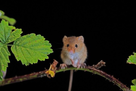 Eurasian harvest mouse (Micromys minutus), adult, on plant stalk, foraging, at night, Scotland,
