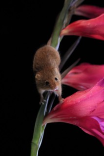 Eurasian harvest mouse (Micromys minutus), adult, on plant stem, flowering, foraging, at night,