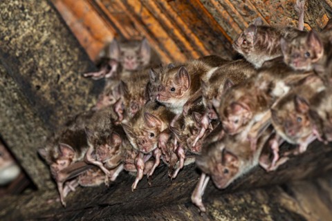 Common vampire bat (Desmodus rotundus) Pantanal Brazil