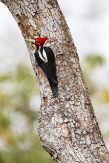 Crimson-crested woodpecker (Campephilus melanoleucos) Pantanal Brazil
