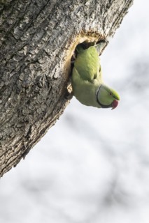 Rose-ringed parakeet (Psittacula krameri), Speyer, Rhineland-Palatinate, Germany, Europe
