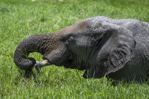 African elephant (Loxodonta africana), Madikwe Game Reserve, North West Province, South Africa,