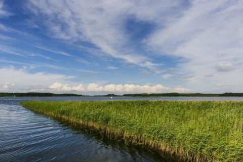 Natural landscape, nature, puristic, reed, seagrass, water, lake, natural, travel, holiday,