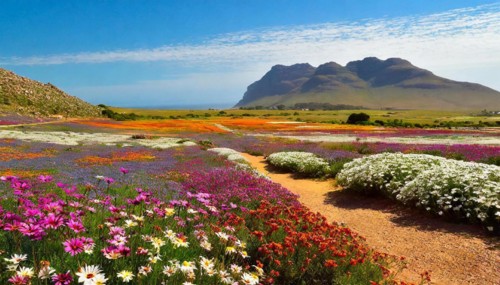 KI generated, The desert in Namaqualand blooms in August and September each year, Namibia, Africa