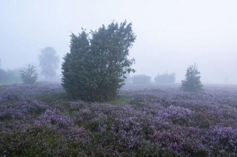 Heath landscape, flowering common heather (Calluna vulgaris), common juniper (Juniperus communis),