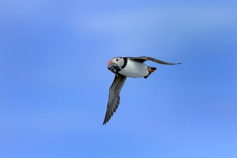 Puffin (Fratercula arctica), adult, flying, with sand eels, with food, Faroe Islands, England,