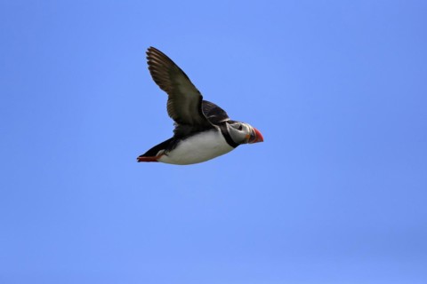 Puffin (Fratercula arctica), adult, flying, Farne Islands, England, Great Britain