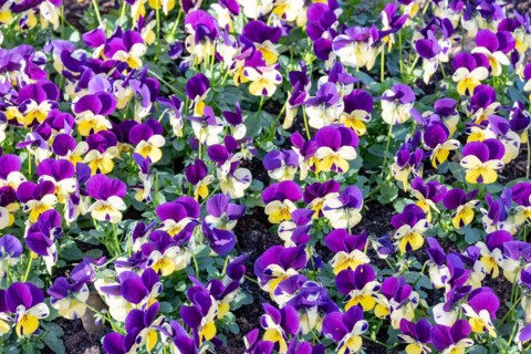 Dense bed with pansies in shades of purple with yellow accents