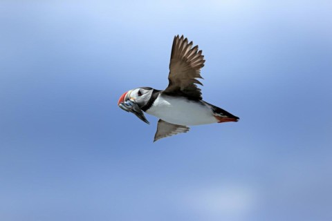 Puffin (Fratercula arctica), adult, flying, with sand eels, with food, Faroe Islands, England,