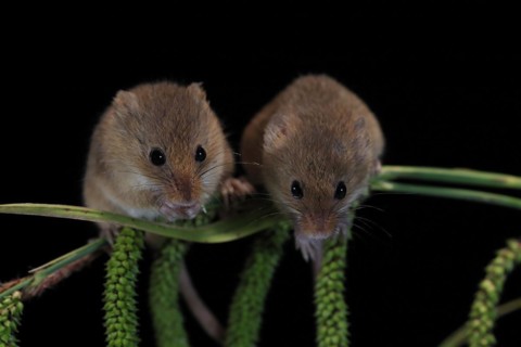 Eurasian harvest mouse (Micromys minutus), adult, two, pair, on plant stalks, spikes, foraging, at