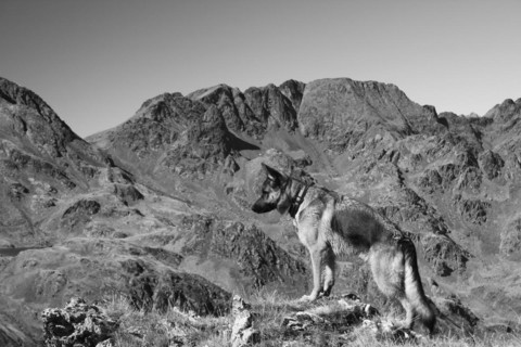 A dog looks out over a mountainous landscape in a black and white photo, Amazing Dogs in the Nature