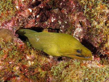 Green moray (Gymnothorax funebris), dive site John Pennekamp Coral Reef State Park, Key Largo,