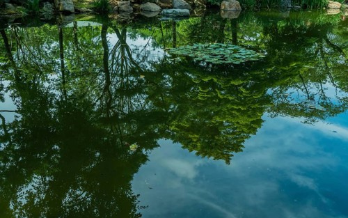 Serene pond with water lilies and reflections of lush greenery, in South Korea