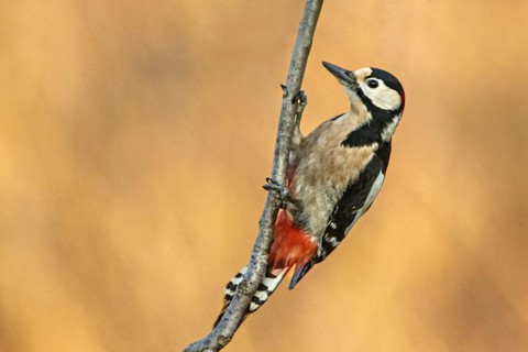 A woodpecker clings to a branch with a soft, blurred background, Dendrocopos Major