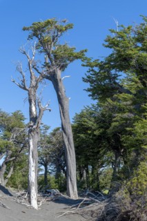 Riparian forest at Lago Grey, Torres del Paine National Park, Parque Nacional Torres del Paine,