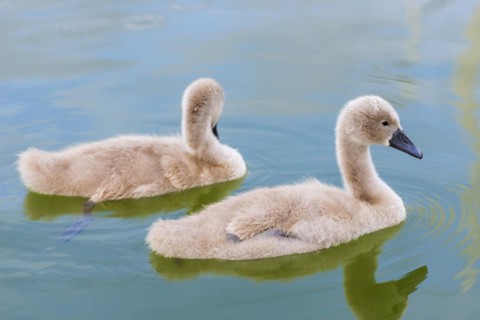 Swan (Cygnus Albus), family, couple, children, offspring, togetherness, bird, swimming bird, animal
