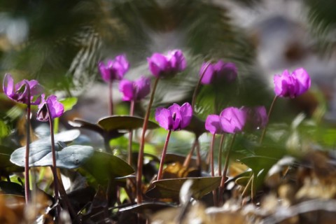 Wild cyclamen, February, Germany, Europe