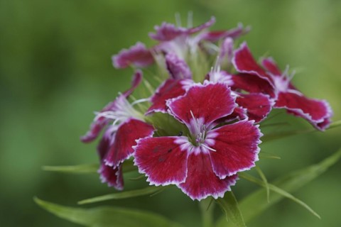 Red and white flowers in a close-up with a blurred green background Bearded carnation Dianthus