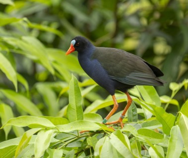Allen's gallinule (Porphyrio alleni), male, occurring in sub-Saharan Africa, captive, Germany,