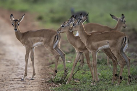Black Heeler Antelope or Impala (Aepyceros melampus) herd with young, nursery, Madikwe Game