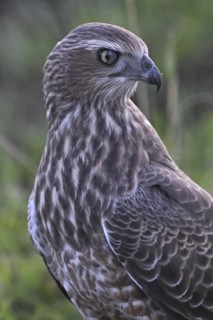 Silver Singing Goshawk, also known as the Great Singing Goshawk (Melierax canorus) Protective song