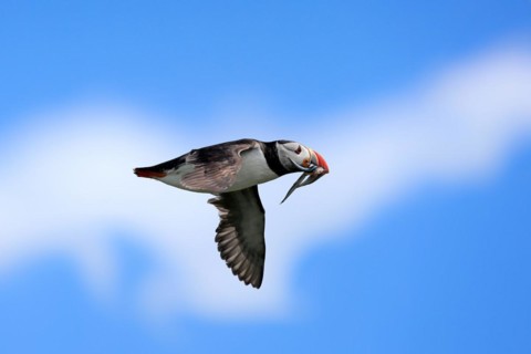 Puffin (Fratercula arctica), adult, flying, with sand eels, with food, Faroe Islands, England,