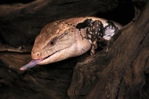 Indonesian blue-tongued skink (Tiliqua gigas), adult, portrait, on tree, captive, tongues,