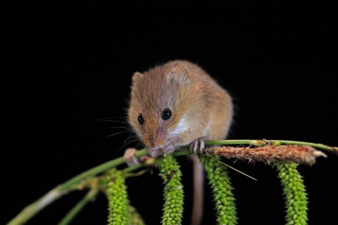 Eurasian harvest mouse (Micromys minutus), adult, on plant stalks, ears of corn, foraging, at